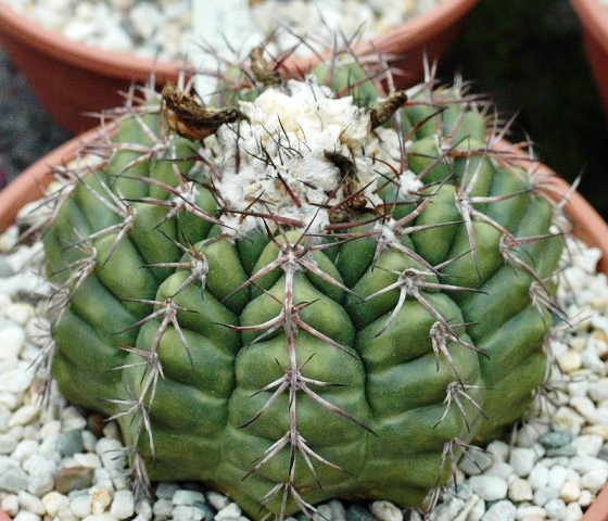 Discocactus_placentiformis_v_minor